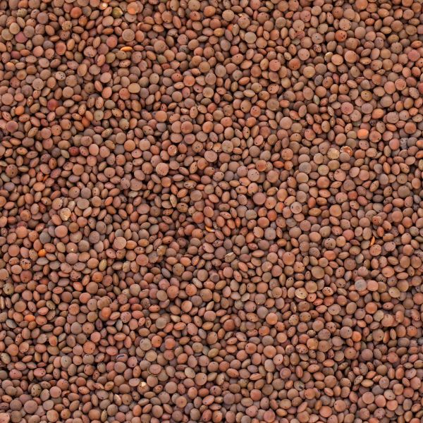 Bio Linsen braun, Berglinsen in Premium-Rohkostqualität