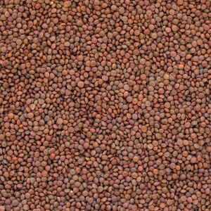 Bio Linsen braun, Berglinsen in Premium-Rohkostqualitt