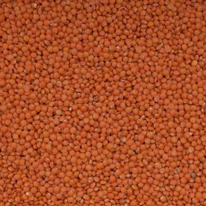 Bio Linsen rot Premium-Rohkostqualitt